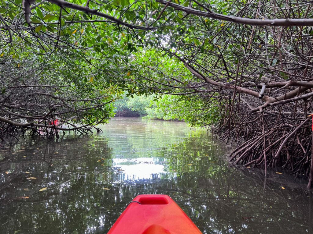 Mangrove kayak